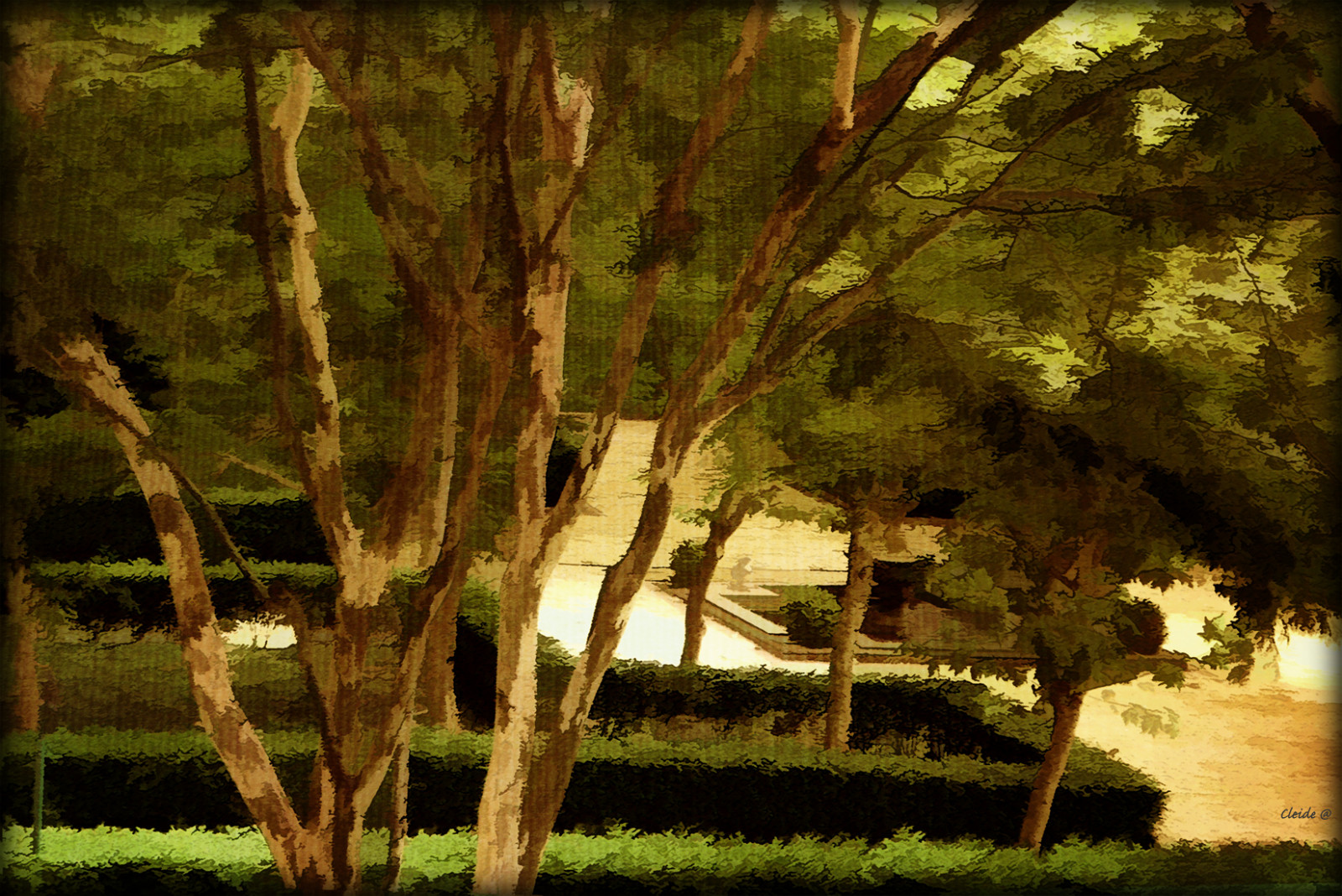 slunečnímu záření, stromy, světla, les, zahrada, Příroda, fotografování, větev, zelená, džungle, účinky, Brazílie, 2013, UMĚNÍ, strom, podzim, list, květ, rostlina, fotografie, nákupní centrum, digitální, awardtree, CS5, zálesí, artdigital, exoticimage, místo výskytu, přírodní prostředí, dřevina, kufr, cleide, softtextures, neatartii