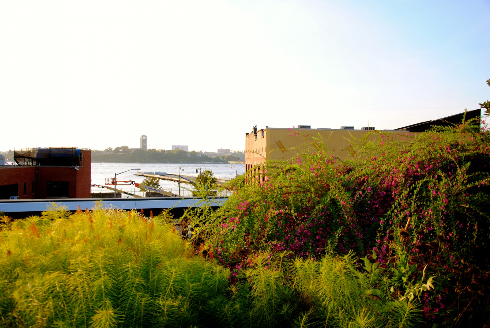 Landschaft, Betrachtung, Gras, Grün, Küste, Manhattan, Baum, Herbst, Blume, New York, Fleischverpackung, Highline, helles Licht, ländliches Gebiet, Wasserweg