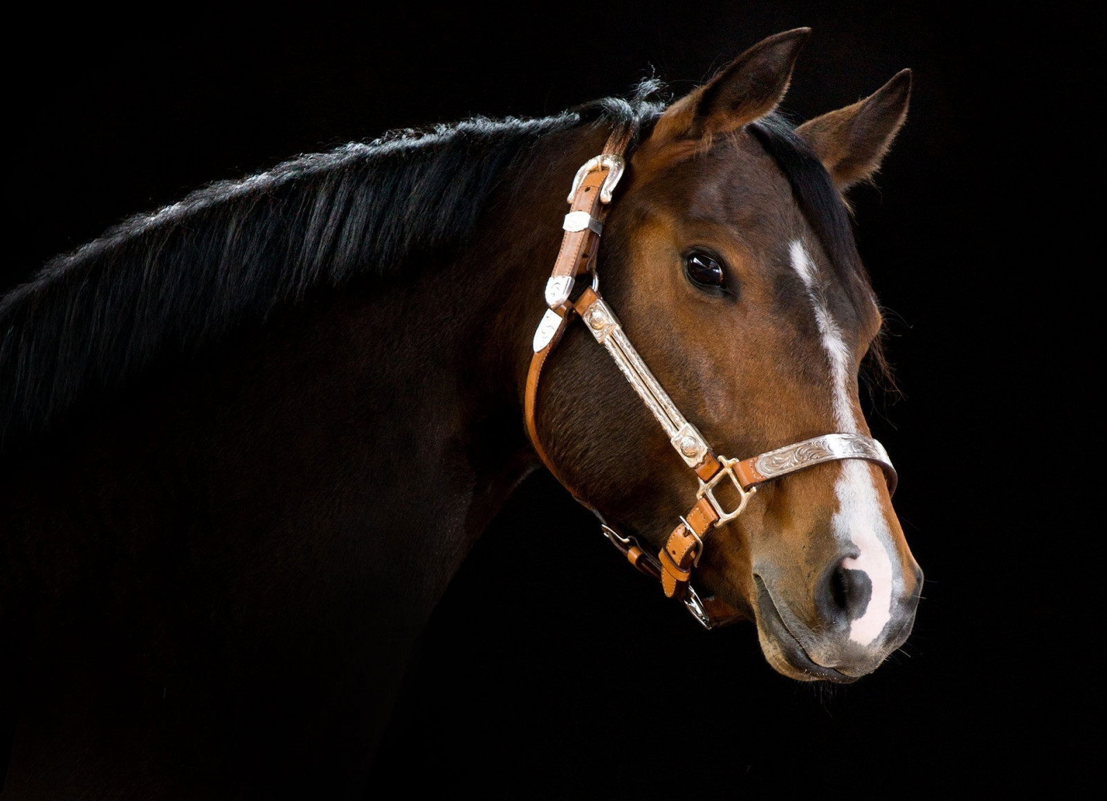 Wallpaper : 1920x1390 px, face, head, horse 1920x1390 - wallhaven