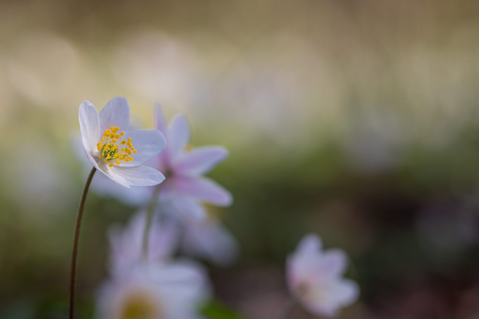 ธรรมชาติ, การถ่ายภาพ, เบ่งบาน, ฤดูใบไม้ผลิ, อัญมณี, ดอกไม้, ปลูก, พืช, Blomma, v r, ฤดูใบไม้ผลิ, exif model canoneos760d, ประเทศธรณีวิทยา, กล้องทำให้ Canon, geocity, กล้องรุ่น canoneos760d, geostate, ตำแหน่งทางภูมิศาสตร์, exif ทำให้ canon, exif isospeed 100, รูรับแสง exif 40, ความยาวโฟกัส Exif 100mm, เลนส์ exif100mmf28lmacroisusm, Alnarp, กลีบดอก, vitsippa, woodanemone, ดอกไม้ป่า, พฤกษศาสตร์, โรงงานที่ดิน, พืชดอก, ใกล้ชิด, การถ่ายภาพมาโคร, ต้นกำเนิด