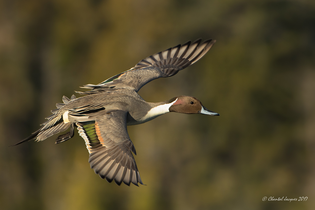 Northernpintail, bokeh, divoký a volný, esquimaltlagoon, spreadyourwings, BIF, elegantduck