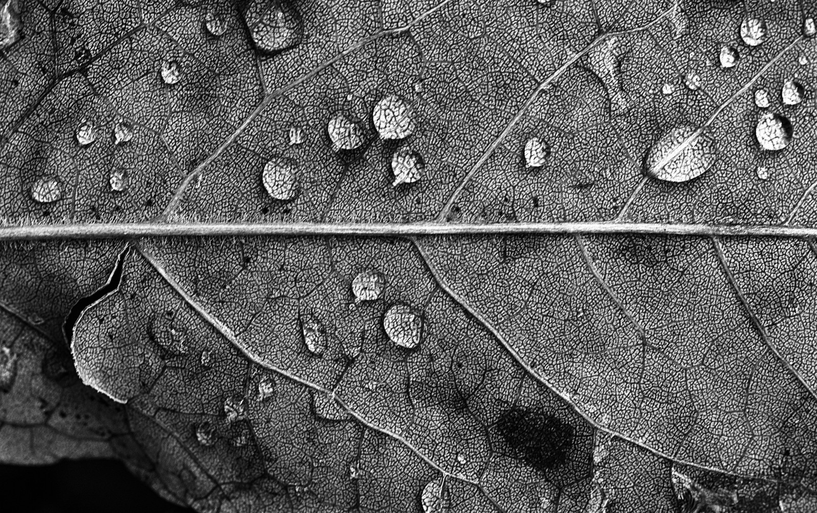 黑与白, bw, 秋季, 水, 树叶, 单声道, 尼康, 露, 1050mmf28, nikond7100