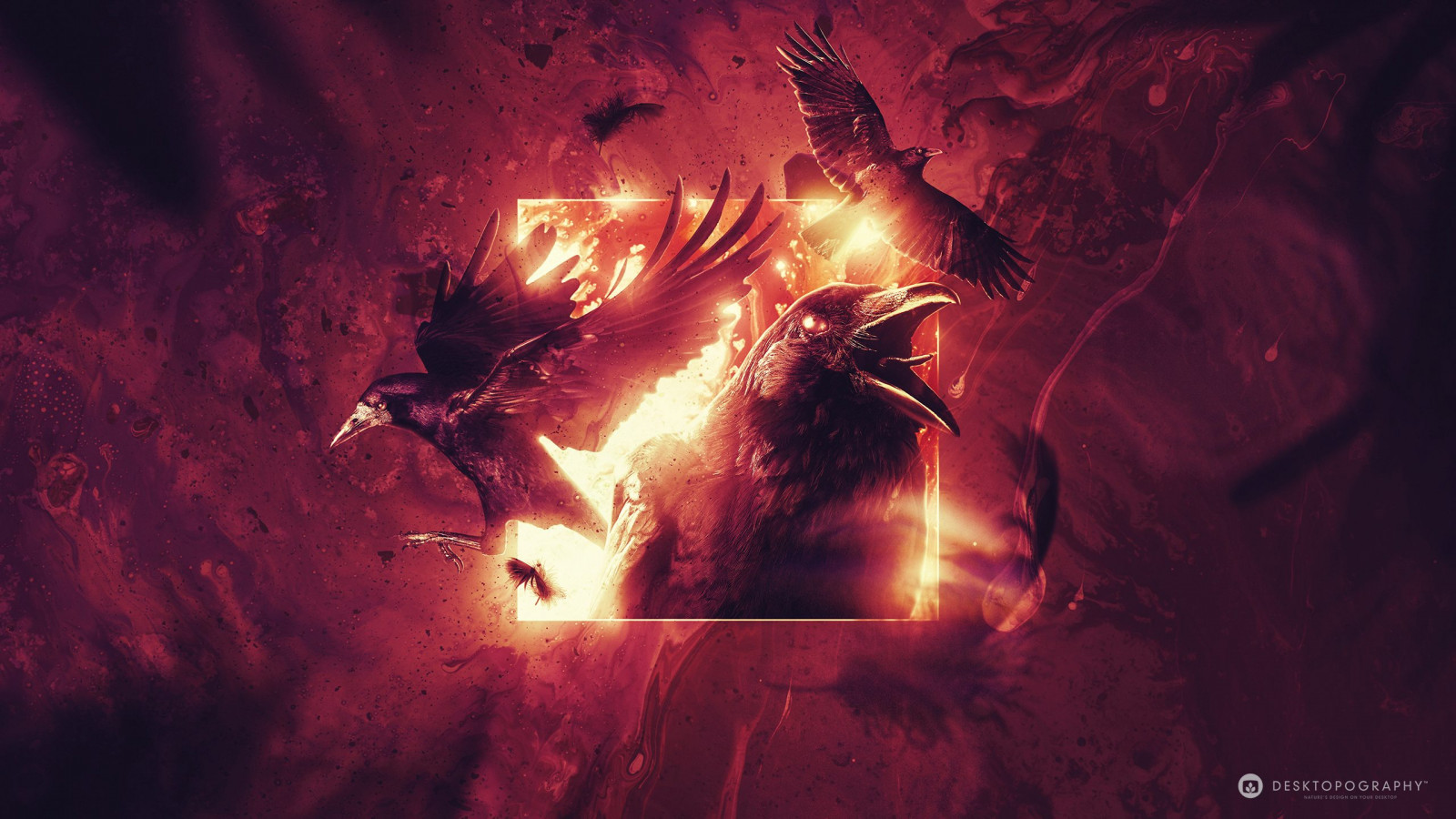 vrána, Desktopography, digitální, zvěř, kapka inkoustu, Photoshop, Anthony Hearsey