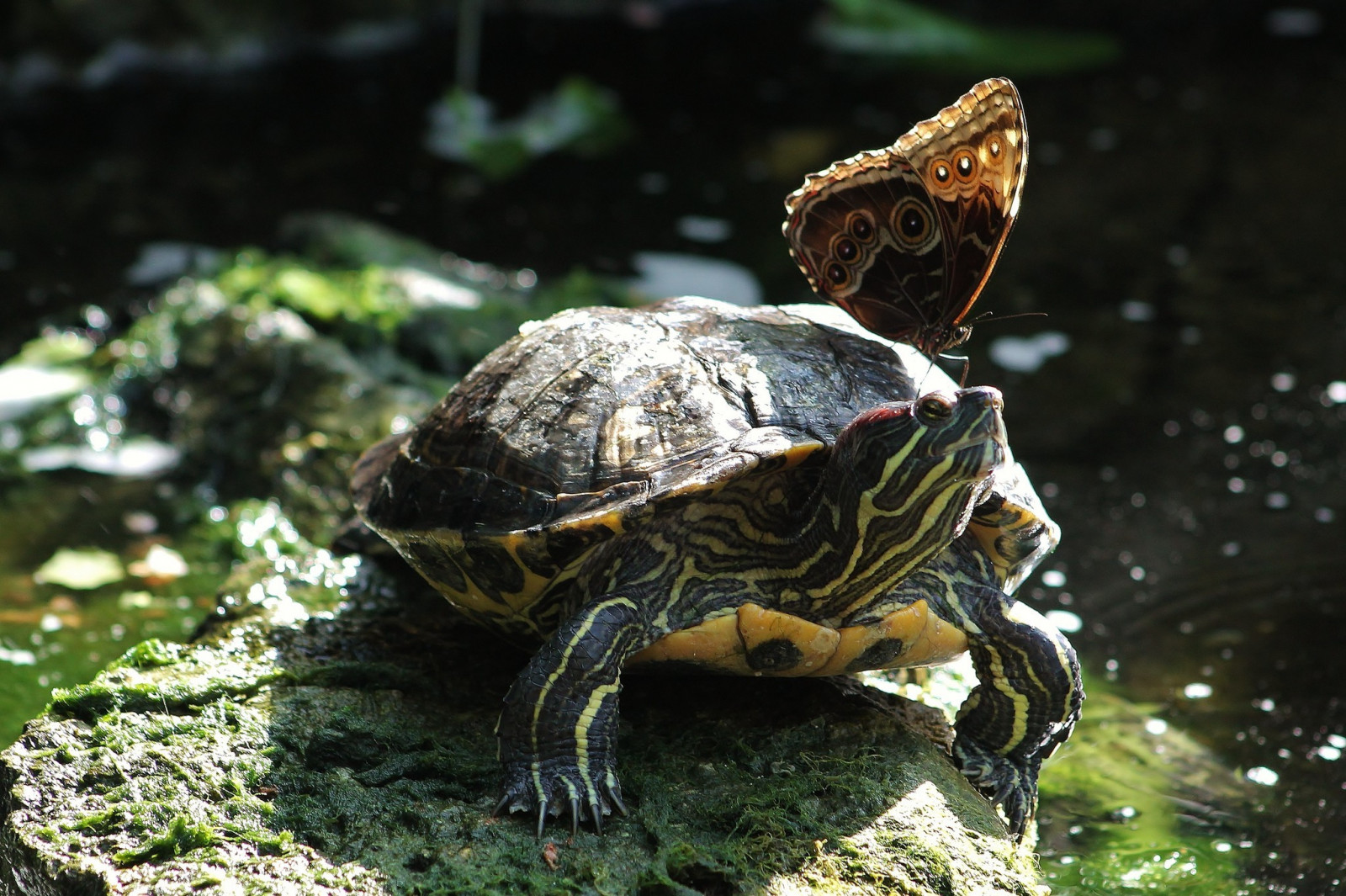 Příroda, motýl, hmyz, Volně žijících živočichů, želva, Želva, plaz, fauna, obratlovců, 2048x1364 px, Emydidae, terrapene, Společný supí