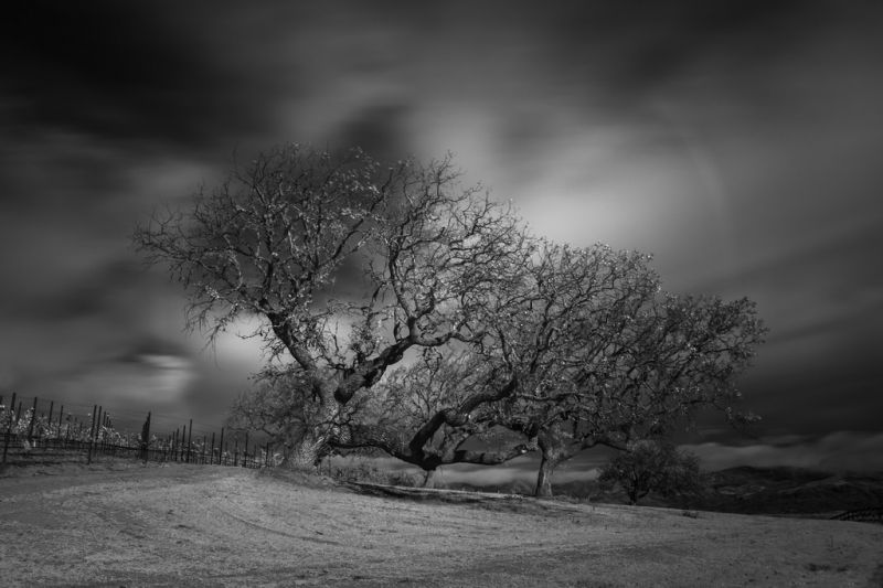 红酒,sanynezvalley,加州,bw,黑，白,葡萄园