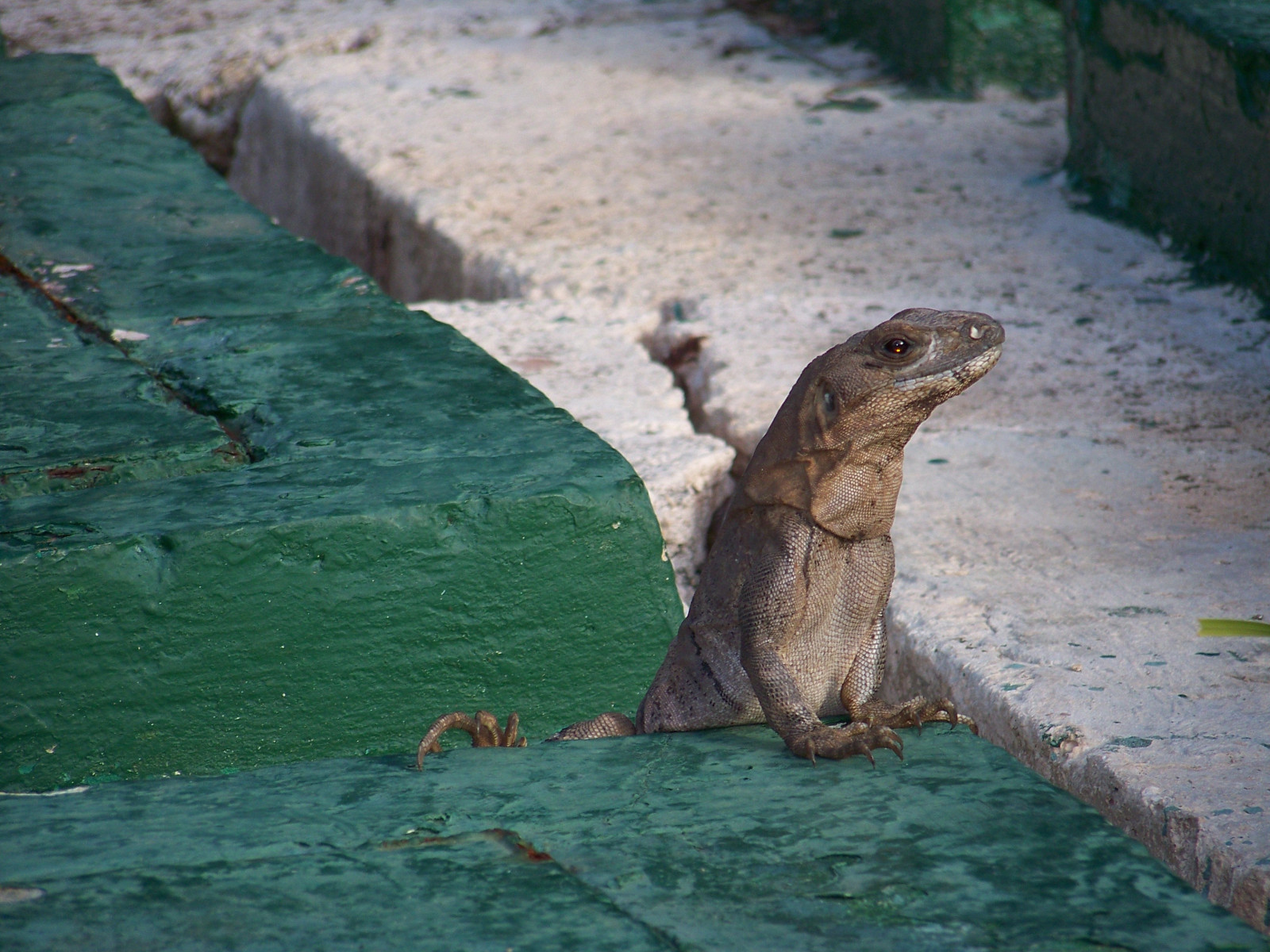 moře, Příroda, Volně žijících živočichů, zoologická zahrada, Zvědavost, ještěrka, plaz, fauna, obratlovců, šplhat