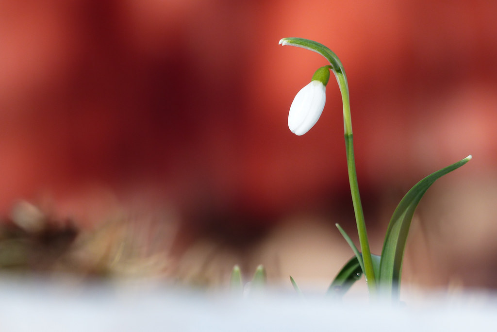 sněženka, sn droppe, makro, bokeh, zima, sníh, sooc, světlo