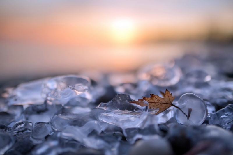 naturaleza, macro, hielo, invierno, hojas naturaleza, macro, hielo, invierno, hojas