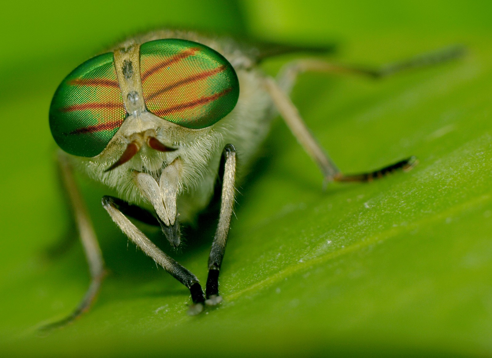 natura, fotografia, macro, insetto, verde, Volare, ditteri, Olimpo, foglia, fiore, flora, fauna, insecte, avvicinamento, fotografia macro, staminali vegetali, invertebrato, Chrysomelidae, veri bug, tabanus, re DIPT, tabanide, duvalilat