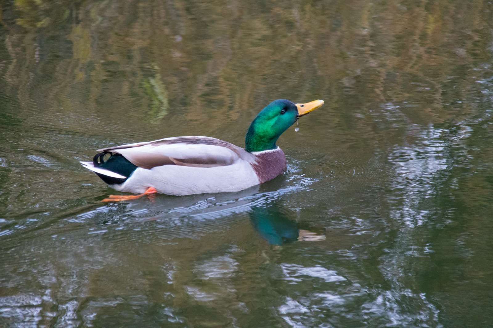 vand, afspejling, dyreliv, and, Dam, næb, gråand, fugl, lund, Stadsparken, f gel, fauna, vandfugle, canard, hvirveldyr, vand fugl, ducks gæs og svaner