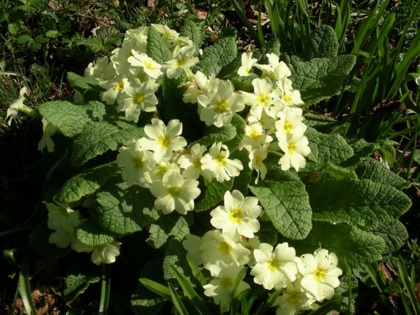 natuur,groen,wit,tuin-,Primula,bloem