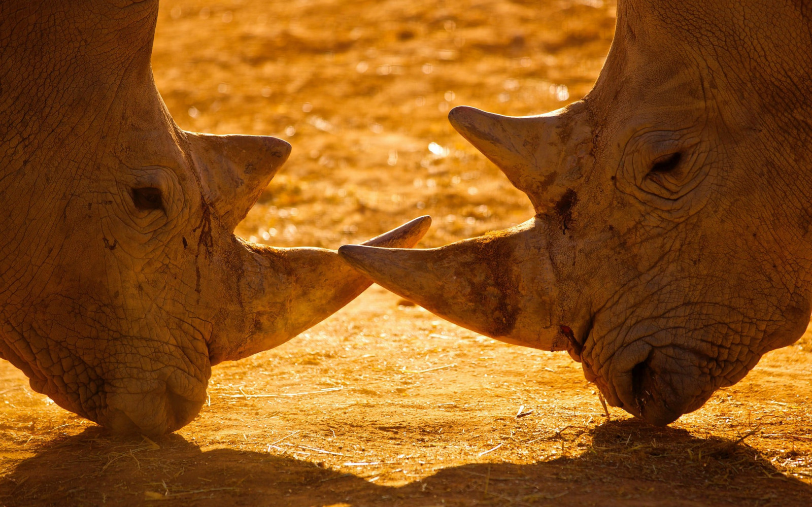 วัด, สัตว์, ทราย, สัตว์ป่า, แรด, สัตว์ป่า, สัตว์เลี้ยงลูกด้วยนม, แกะสลัก, แตร, ใกล้ชิด, วัวเหมือนสัตว์เลี้ยงลูกด้วยนม, แรด