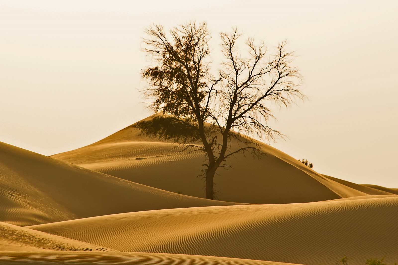 Wallpaper : tree, abudhabi, sand, sky, desert, shadow 1800x1200 ...