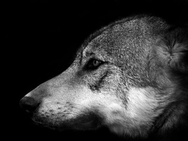 sky,black,monochrome,photography,wildlife,wolf