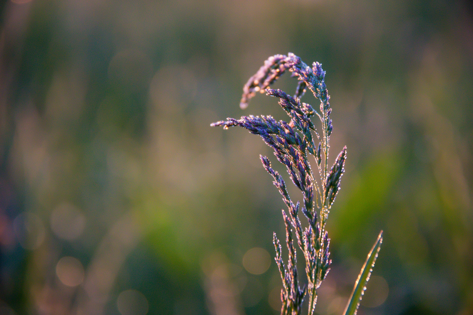 krajina, voda, Příroda, tráva, fotografování, svítání, zelená, levandule, rosa, list, květ, svítání, rostlina, flóra, venkov, landsbygd, soluppg ng, gr s, s dersl tt, landskap, gryning, Kamera aby kánon, geolocation, EXIF čočka efs18200mmf3556is, EXIF otvor 56, exif focallength 200mm, exif aby kánon, exif isospeed 1000, Dagg, Model fotoaparátu canoneos100d, exif modelu canoneos100d, louka, divoká rostlina, prérie, suchozemská rostlina, kvetoucí rostlina, zblízka, makro fotografie, tráva rodina, závod stonek