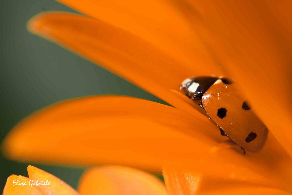 květiny, Červené, primavera, jaro, fiori, rosso, arancione, coccinella