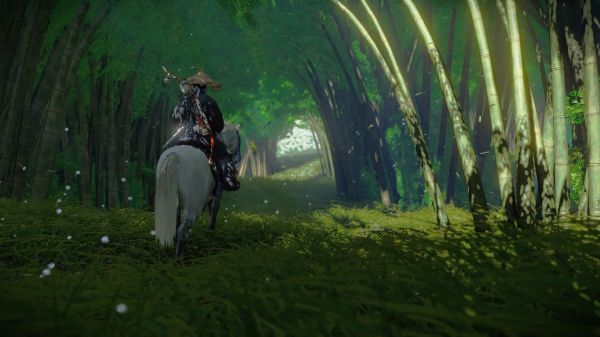 horse,plant,ecoregion,working animal,People in nature,bridle
