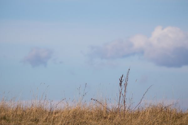 forest,hill,nature,grass,sky,field