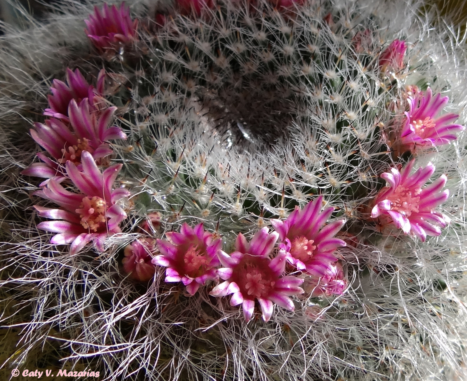 2017, happy2017, feliz2017, Madrid, comunidaddemadrid, Španělsko, espana, Paz, amor, Buenosdeseos, objížďka, Salud, Anonuevo, vidanueva, amigos, amomadrid, bromas, bichos, descanso, demadridalcielo, navíc o, Přátelé, fantas as, gentedemadrid, hola, šťastný den, humor, happyweekend, ilovemadrid, ve Španělsku, juegos, polibky, víkend, Libertad, MU ecos, noalaviolencia, peopleinmadrid, risas, seeninmadrid, tolerancia, turismodemadrid, vícebarevný, vistoenmadrid, Gordo, Gordito, pinch n, pinchos