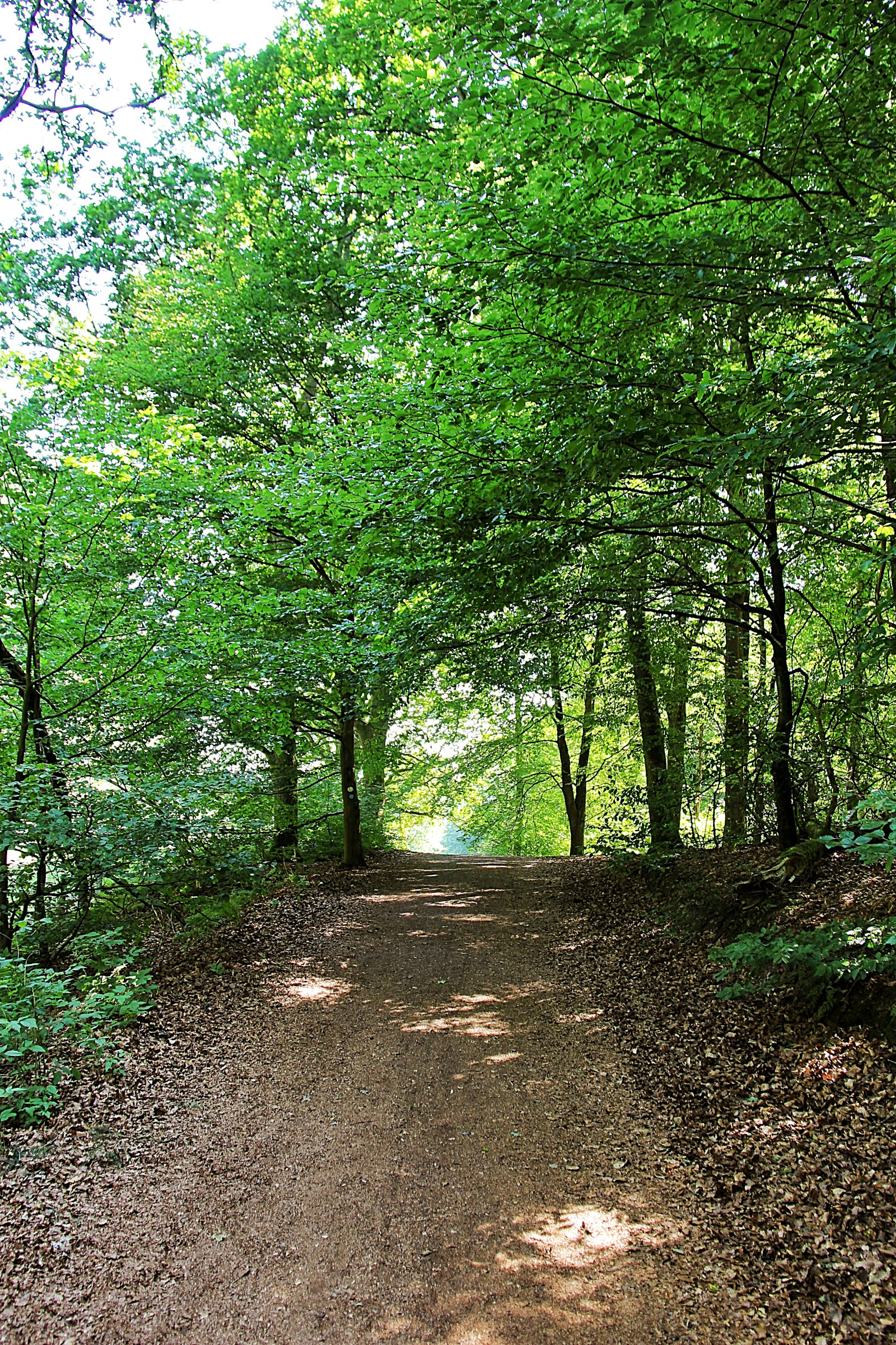 sollys, Skov, sø, natur, parkere, grøn, jungle, sti, træ, efterår, blad, plante, skov, skog, sti, s der sen, stig, Nationalpark, l vskog, skov, jord, levested, naturligt miljø, vedplante, økosystem, tempereret løvfældende skov, løvfældende