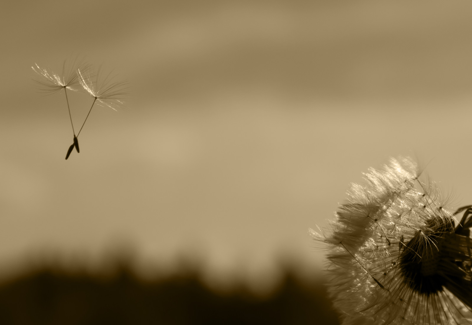 Černý a bílý, květ, makro fotografie, hmyz, nebe, Atmosféra Země, zblízka, monochromatické fotografování, Volně žijících živočichů, membrána okřídlený hmyz, Létat, stock photography, bezobratlý, černobílý, závod stonek, jaro, rostlina, zátiší fotografování, větvička, počítač tapeta