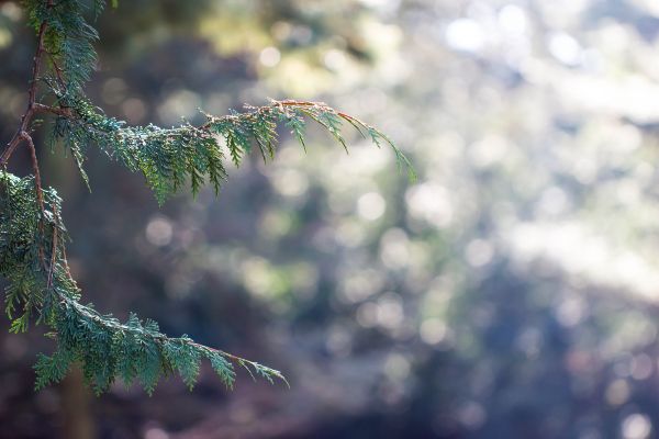 forest,nature,branch,sunlight,water,winter