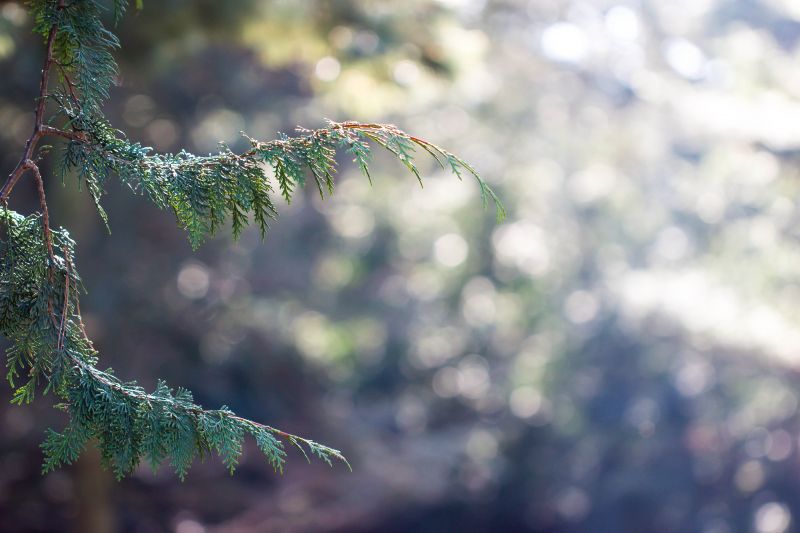sollys,natur,afdeling,Skov,vand,vinter