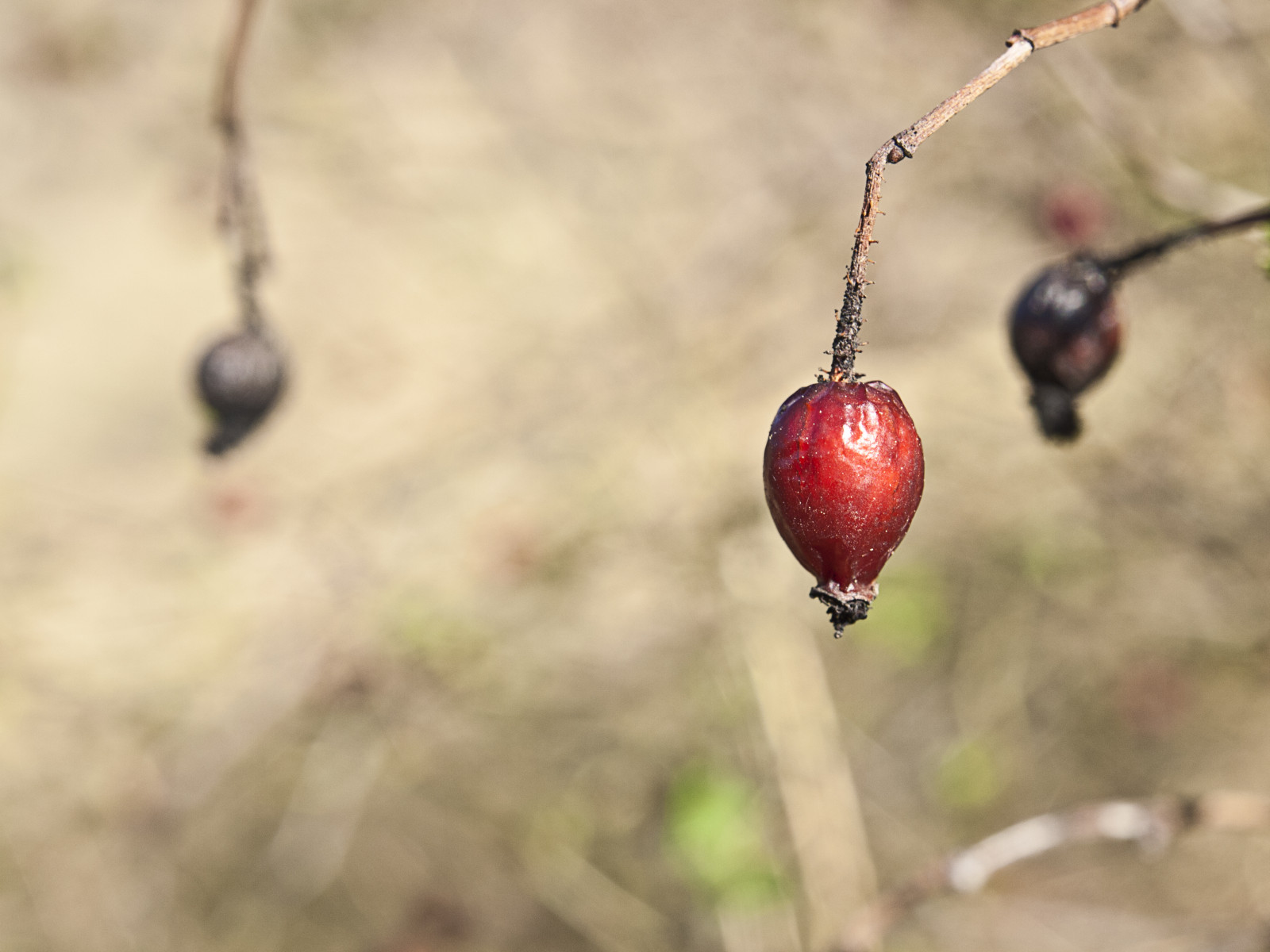 planter, plante, planta, plante, plantas, Olympus, Pantano, Sanblas, teruel, E30, Plantes, aragon, zd1454, 1454mm, pantanodelarquillo, elarquillo, cachanico