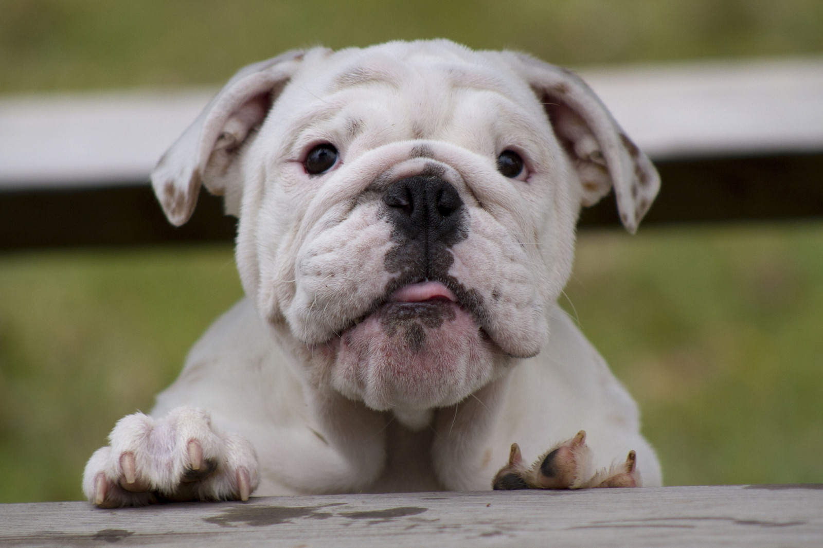 ansigt, hvid, holde øje, hund, bulldog, Fransk Bulldog, hundehvalp, fed, pattedyr, hvirveldyr, hund som pattedyr, hunderace, old english bulldog, american bulldog, Old English Bulldog, british Bulldogs, legetøj bulldog, hvid engelsk bulldog, australske bulldog