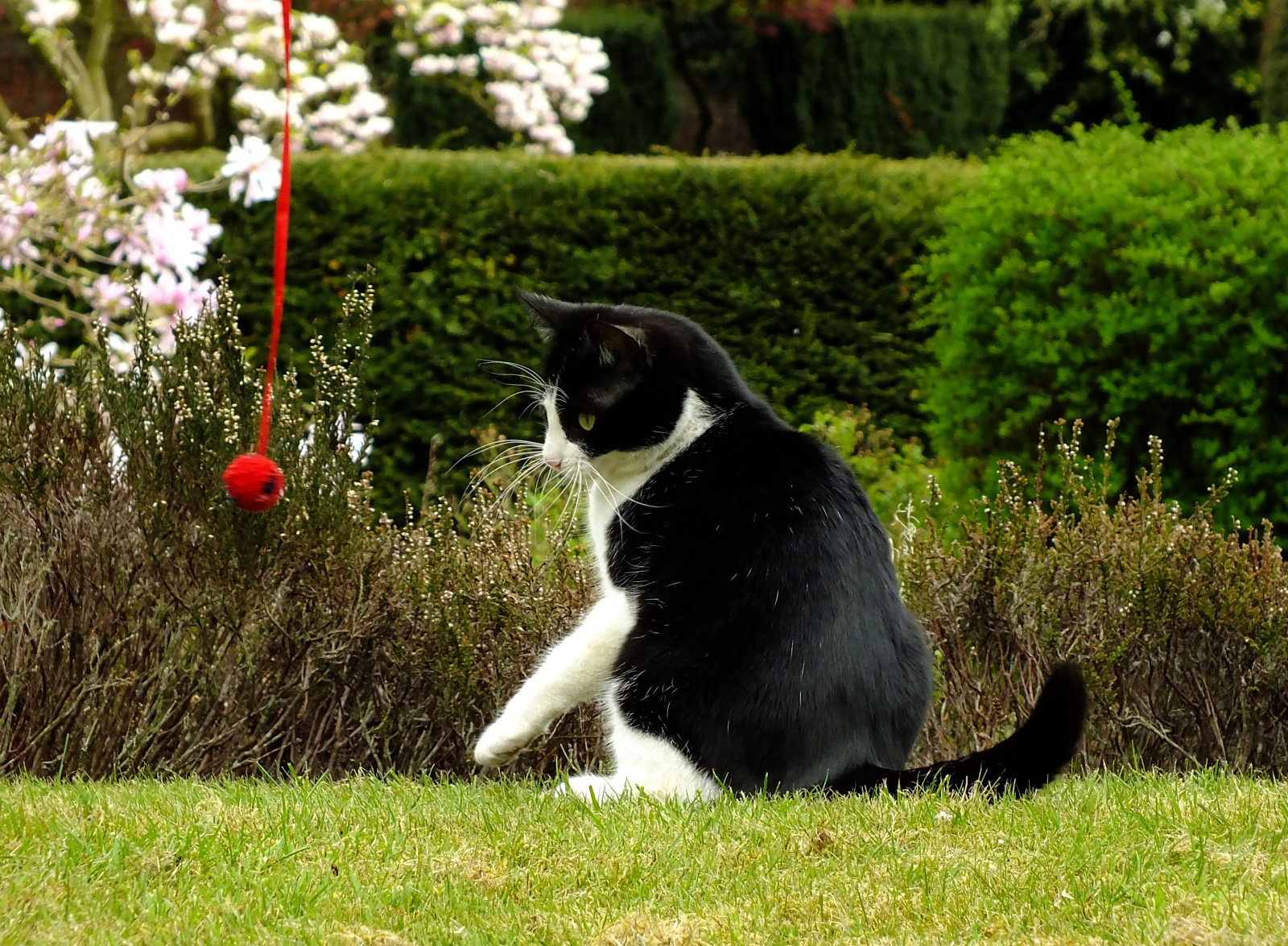 park, květiny, Červené, oranžový, domácí zvíře, bílý, Černá, strom, zelená, tráva, zvíře, kočka, zahrada, Šedá, Černá bílá, Kat, povídat si, Noir, mourek, černoch, Koťátko, šplhání, gato, Sedmikráska, mňoukat, neko, katze, planeta zvířat, schwarz, kot, mau, pur, kwiaty, Kissa, czarny, trawa, Kocka, drzewo, Fosy, popoki, Kamarádi, Dachowiec, Catua, Catfotografie, Puchatek, catinthegarden, Kotdomowy, catusdomesticus, shnufel