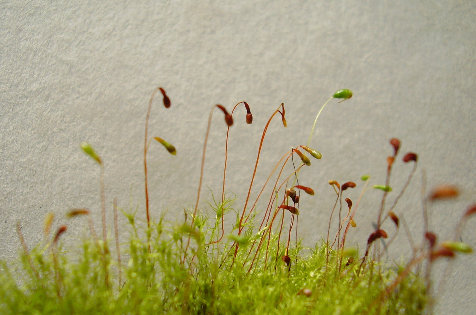 tráva, mech, jaro, rostlina, flóra, louka, abigfave, makro fotografie, tráva rodina, závod stonek, artistspotlight, Secretforest