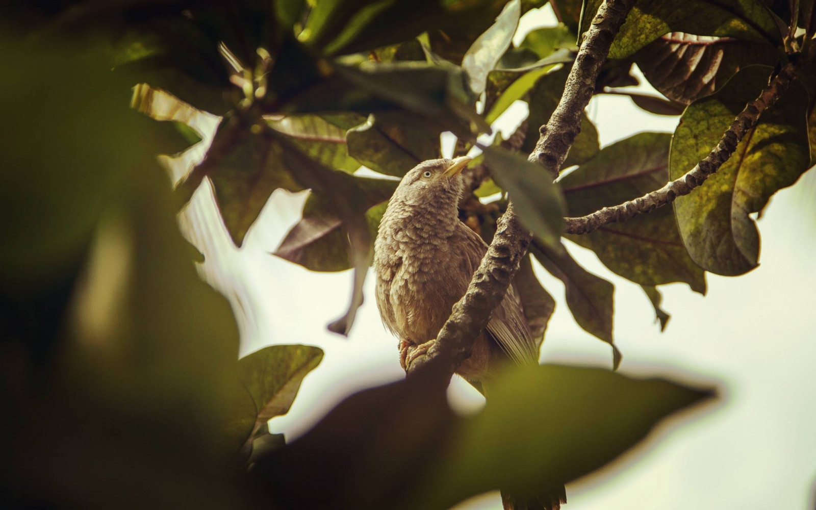 sollys, fugle, natur, afdeling, grøn, træ, efterår, blad, blomst, plante, flora, fauna, fremstille, botanik, jord plante, blomstrende plante, tæt på, makrofotografering