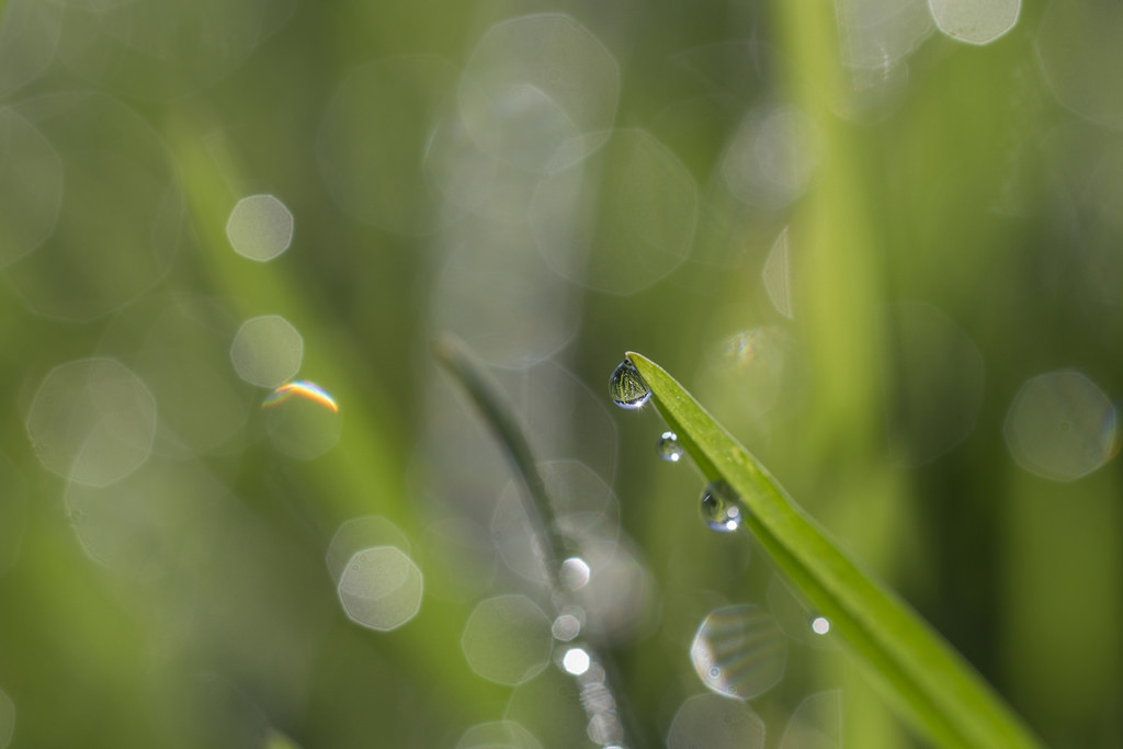 dug dråber, dråber, morgen, Mark, grøn, lys, bokeh, makro