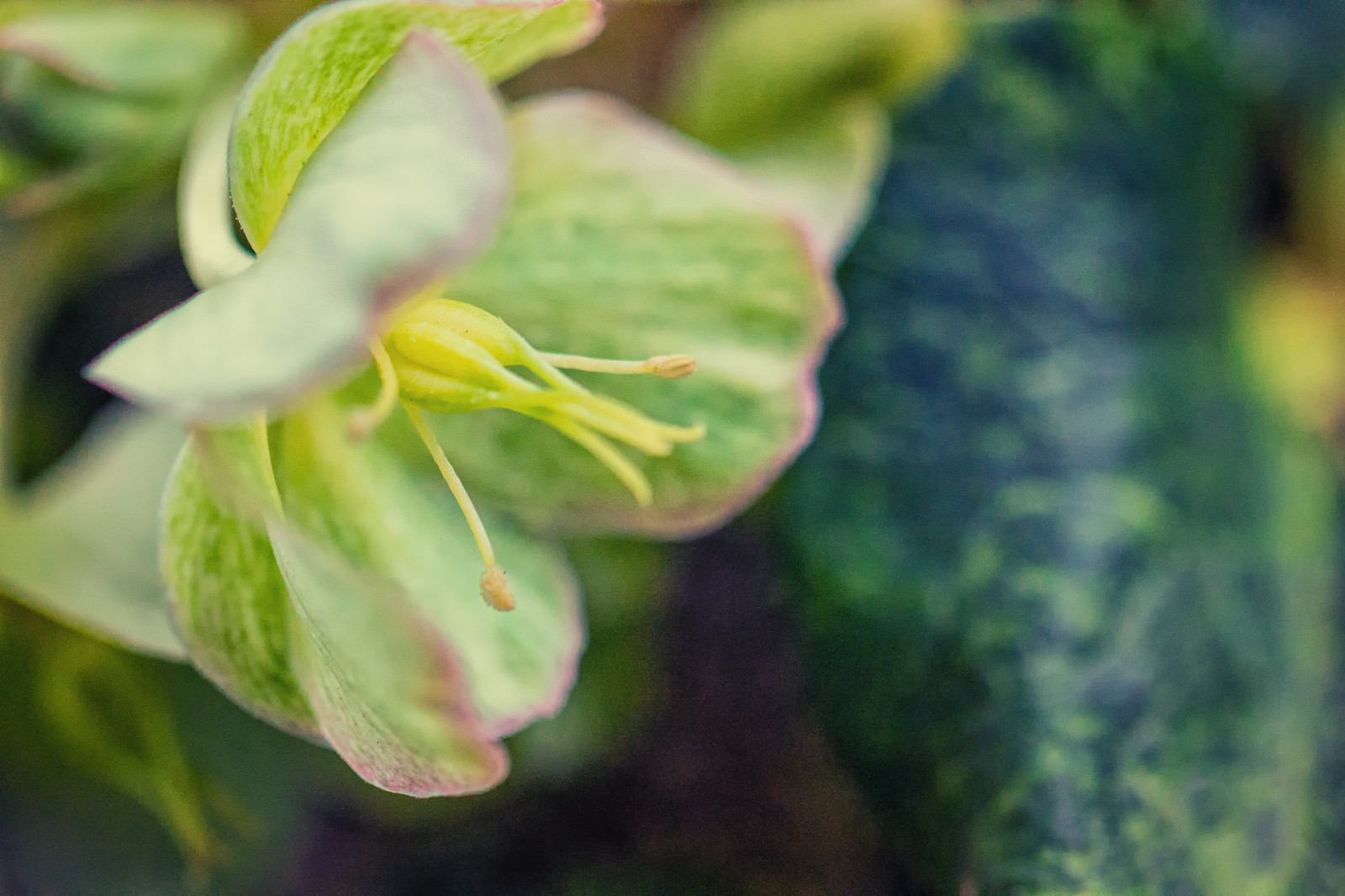 Wallpaper white, garden, closeup, green, rose, spring, peninsula