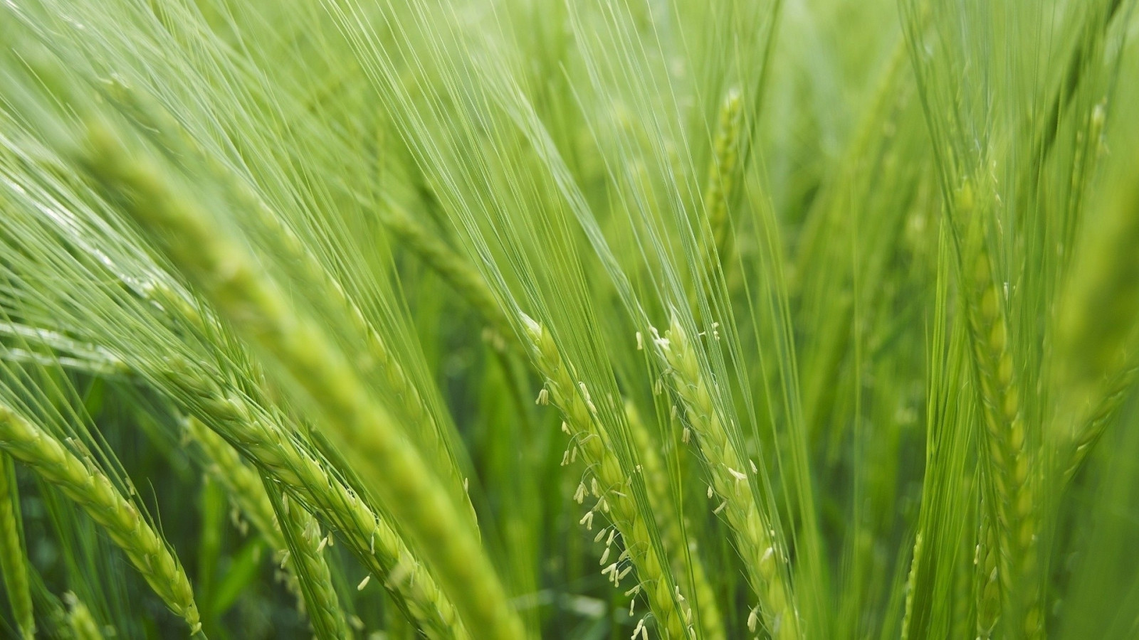 jídlo, tráva, pole, zelená, jasný, pšenice, Žito, obilnina, uši, ječmen, lučina, rostlina, zemědělství, louka, trávník, prérie, oříznutí, suchozemská rostlina, kvetoucí rostlina, tráva rodina, závod stonek, potravy zrní, zboží, einkorn pšenice, triticale, neloupané pole, Hordeum, tomkovice