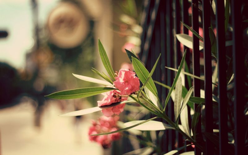 Blätter, Blumen, rot, Pflanzen, Ast, Fotografie Blätter, Blumen, rot, Pflanzen, Ast, Fotografie