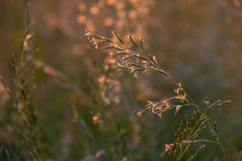 luce del sole, natura, erba, campo, ramo, Alba luce del sole, natura, erba, campo, ramo, Alba