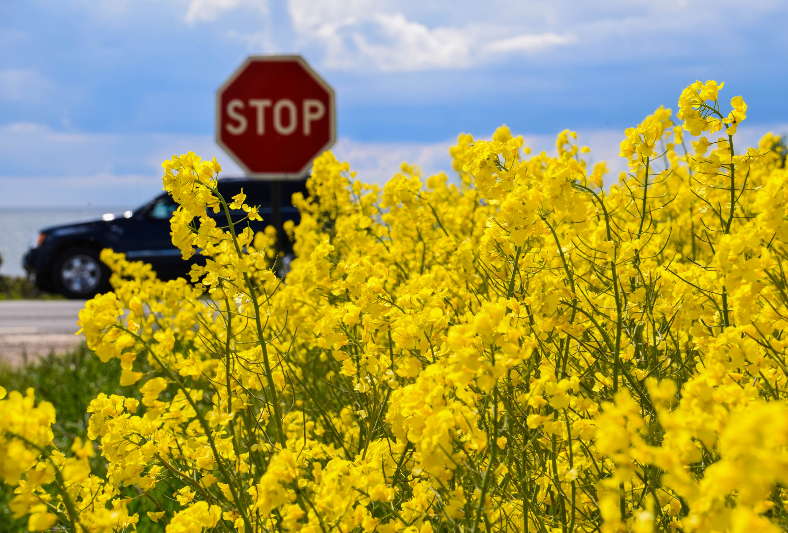 jídlo, Příroda, nebe, pole, silnice, žlutý, Švédsko, Sverige, řepkového, květ, rostlina, venkovní, sk nel n, se, nebe, sk ne, venkov, landsbygd, znásilnění, silnice, brassicanapus, spannm l, nárazy, earlysummer, latesrping, řepka, vyrobit, suchozemská rostlina, kvetoucí rostlina, zeleninový, brassica, hořčice závod, hořčice a zelí rodina