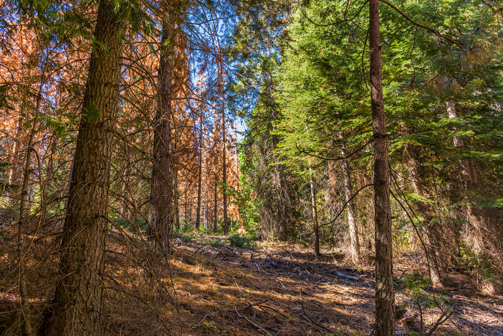 Graysmountain, HDR, Nikkor2470mmvr, nikond810, scenérie, D810, flickr, digitální, Oakhurst, Kalifornie, Spojené státy, nás, Nikon, NIKKOR, Nikonfx, fx, Barkbeetles, borovice, hdrphotography
