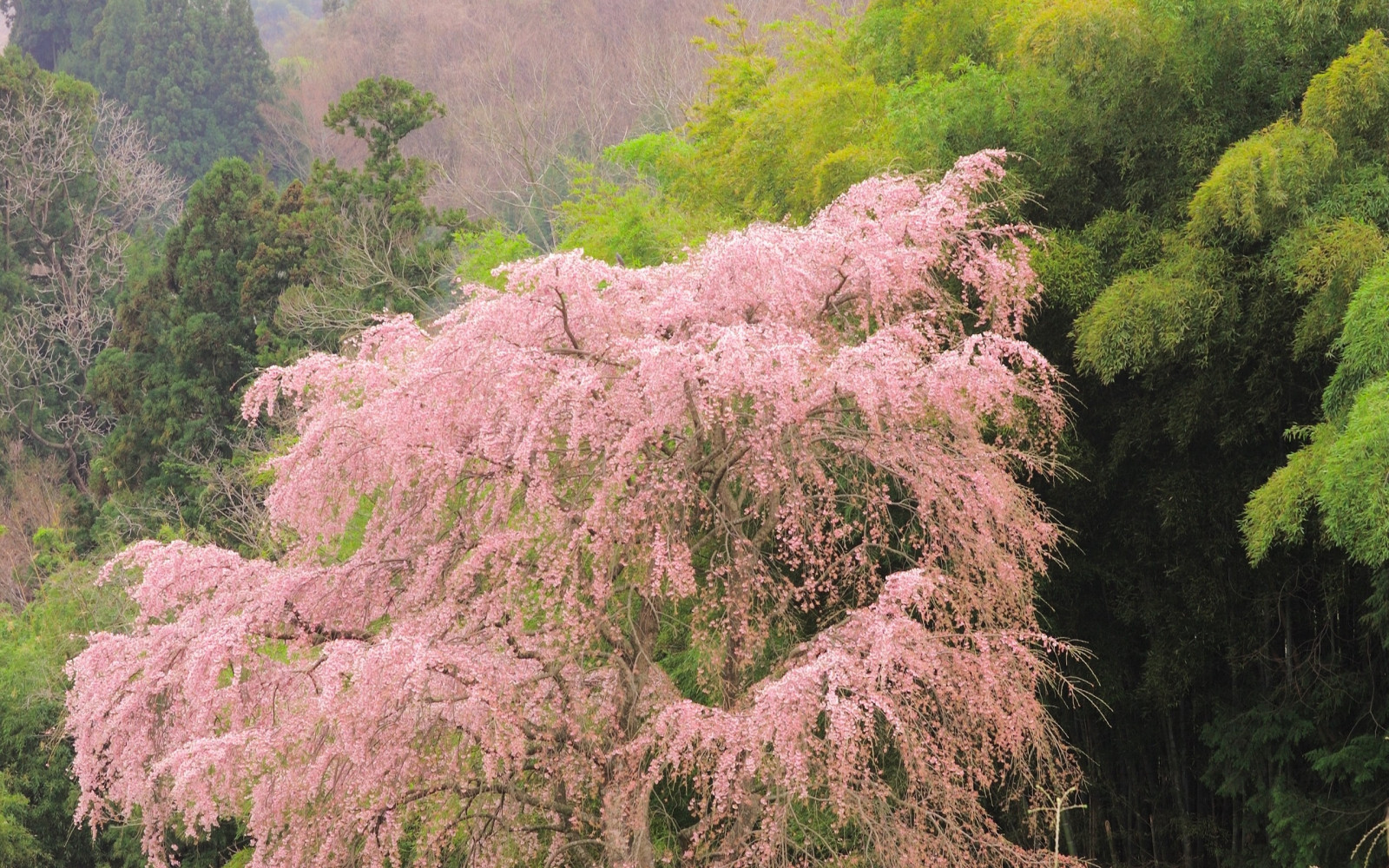Wallpaper trees, summer flowering, foliage 2560x1600 CoolWallpapers
