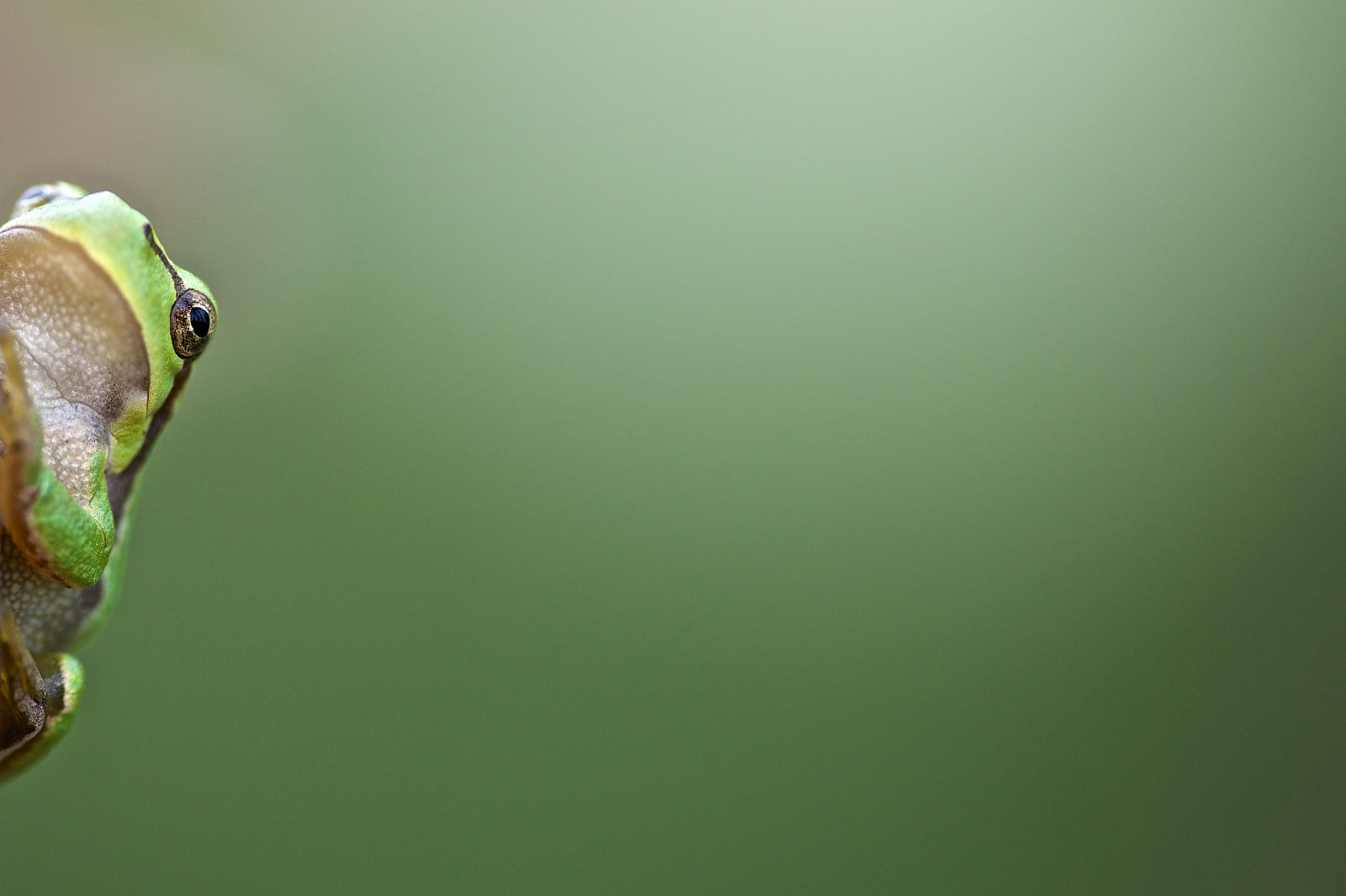 makro, žába, hylaarborea, Europeantreefrog, Europeseboomkikker, nikond800, sigma180mm128apomacrodghsm, Afbeeldingeuropeseboomkikker