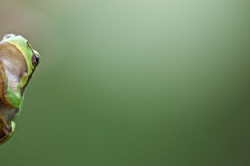 makro, žába, hylaarborea, Europeantreefrog, Europeseboomkikker, nikond800 makro, žába, hylaarborea, Europeantreefrog, Europeseboomkikker, nikond800