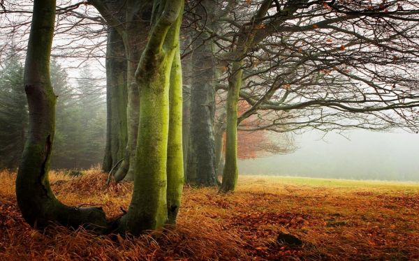 1300x812 px,dry grass,fall,landscape,mist,morning