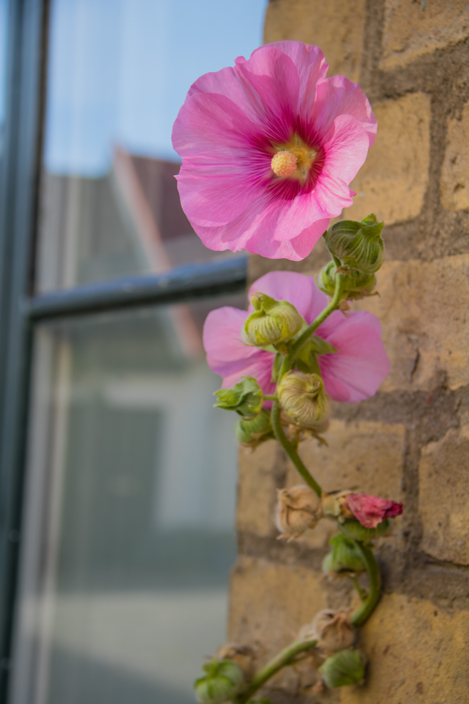 fiorire, fiore, pianta, flora, blomma, Lund, stockros, modello canoneos760d exif, geocountry, Marca fotocamera Canon, Geocity, modello di fotocamera canoneos760d, geostate, geolocalizzazione, Lente exif efs18200mmf3556is, apertura exif 56, exif fare canon, exif ISOSPEED 100, exif focalLength 50 millimetri, petalo, altea rosata, botanica, impianto di terra, pianta fiorita, floristica, addobbi floreali, disegno floreale