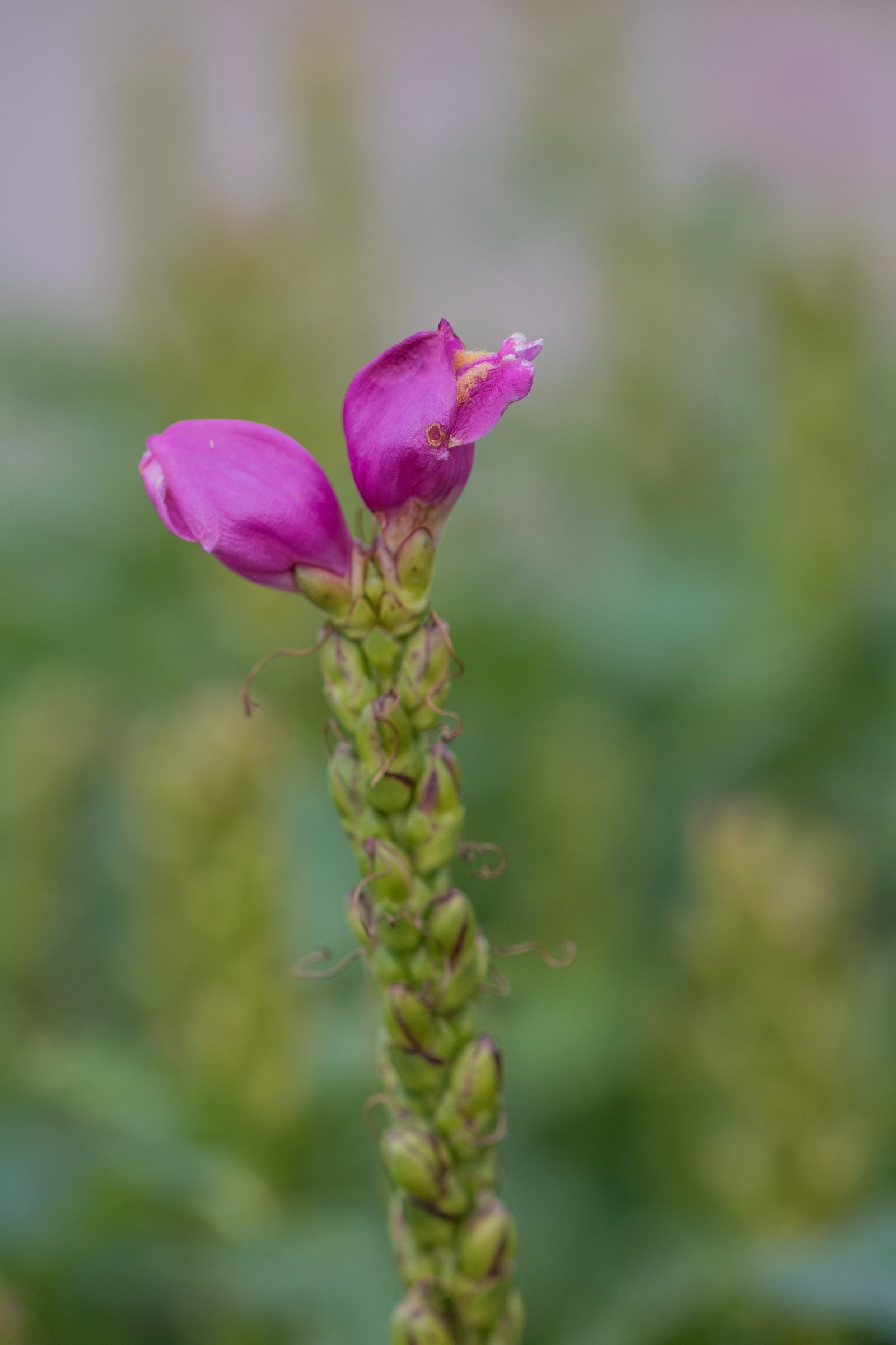 สวน, ธรรมชาติ, จอด, การถ่ายภาพ, สีเขียว, เบ่งบาน, ฤดูใบไม้ร่วง, ใบไม้, ดอกไม้, ปลูก, พืช, ตา, h st, exif model canoneos760d, ประเทศธรณีวิทยา, กล้องทำให้ Canon, geocity, กล้องรุ่น canoneos760d, geostate, ตำแหน่งทางภูมิศาสตร์, exif ทำให้ canon, exif isospeed 100, ความยาวโฟกัส Exif 100mm, เลนส์ exif100mmf28lmacroisusm, Alnarp, รูรับแสง exif 35, กลีบดอก, ดอกไม้ป่า, พฤกษศาสตร์, โรงงานที่ดิน, พืชดอก, ใกล้ชิด, การถ่ายภาพมาโคร, ต้นกำเนิด
