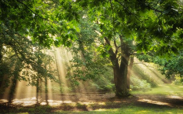 sunlight,forest,nature,branch,trees,garden