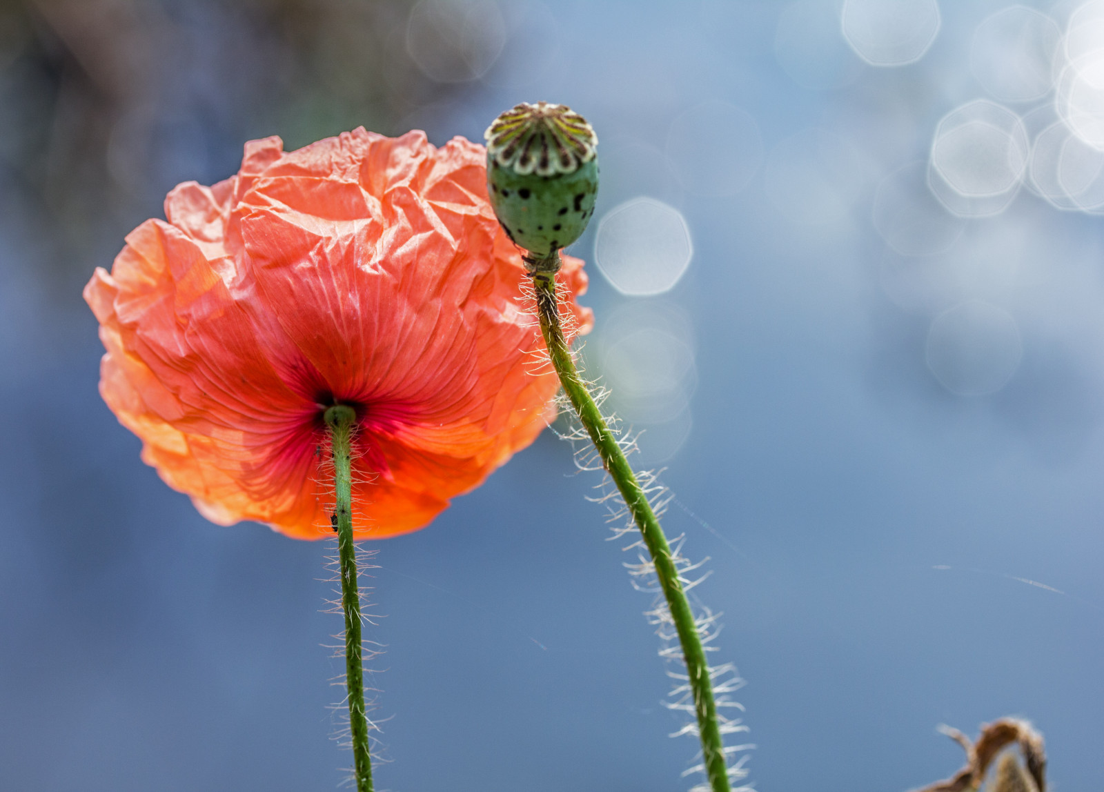 fiori, rosso, primavera, natura, primavera, natura, papaveri, Fiori, rosso, Papaveri, mat56