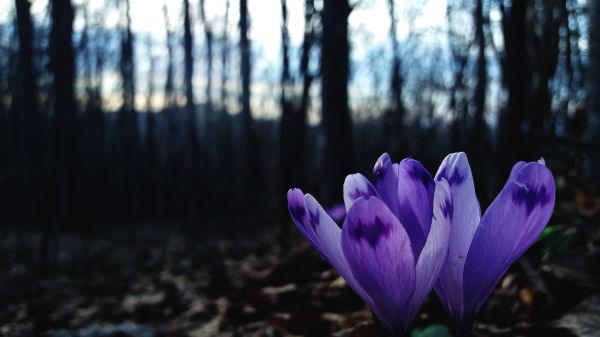 nature,forest,leaves,trees,beech,flowers