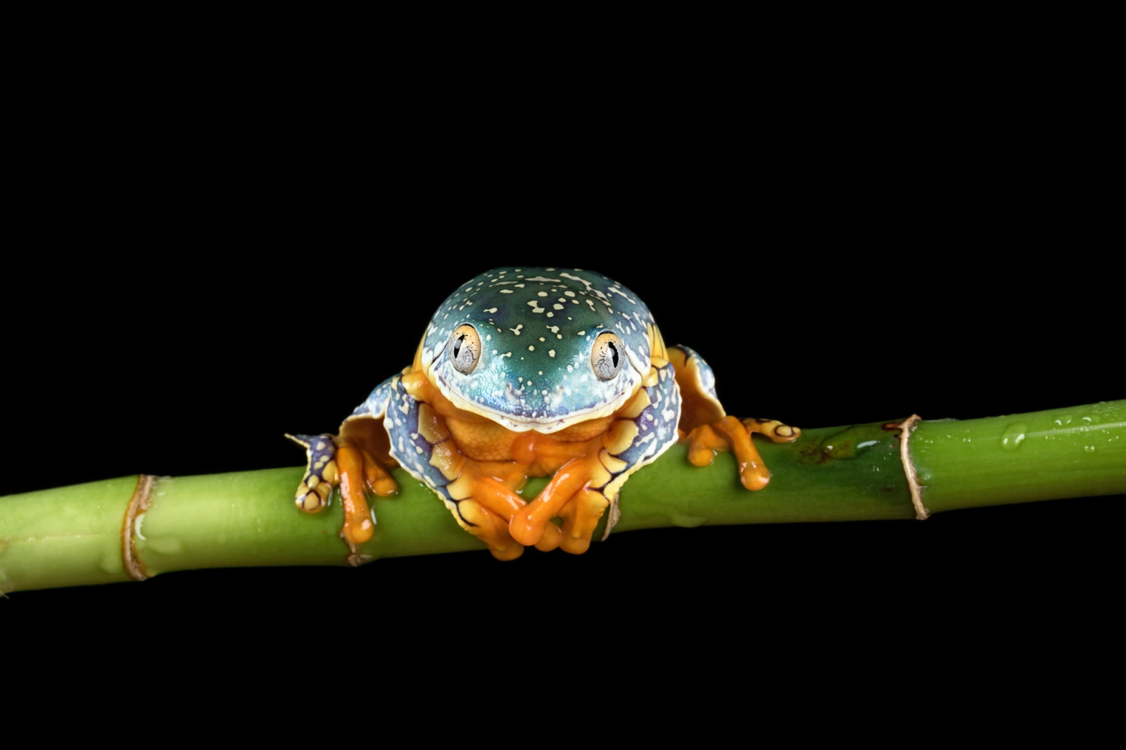 obojživelník, žába, Fringedleafrog, Cruziohylacraspedopus, bambus, Captivelight, Bournemouth