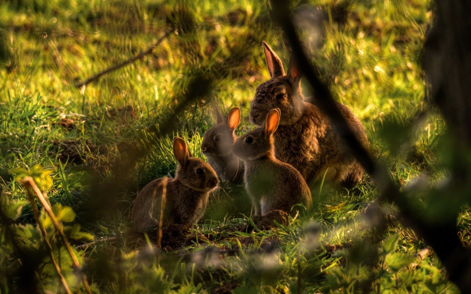 Wallpaper sunlight, forest, nature, grass, wildlife, baby animals